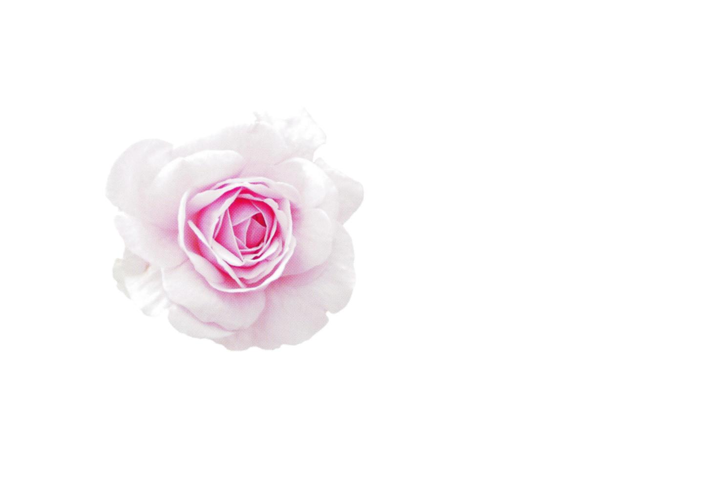 isolerade rosa ros blomma, skära kontur på vit bakgrund foto