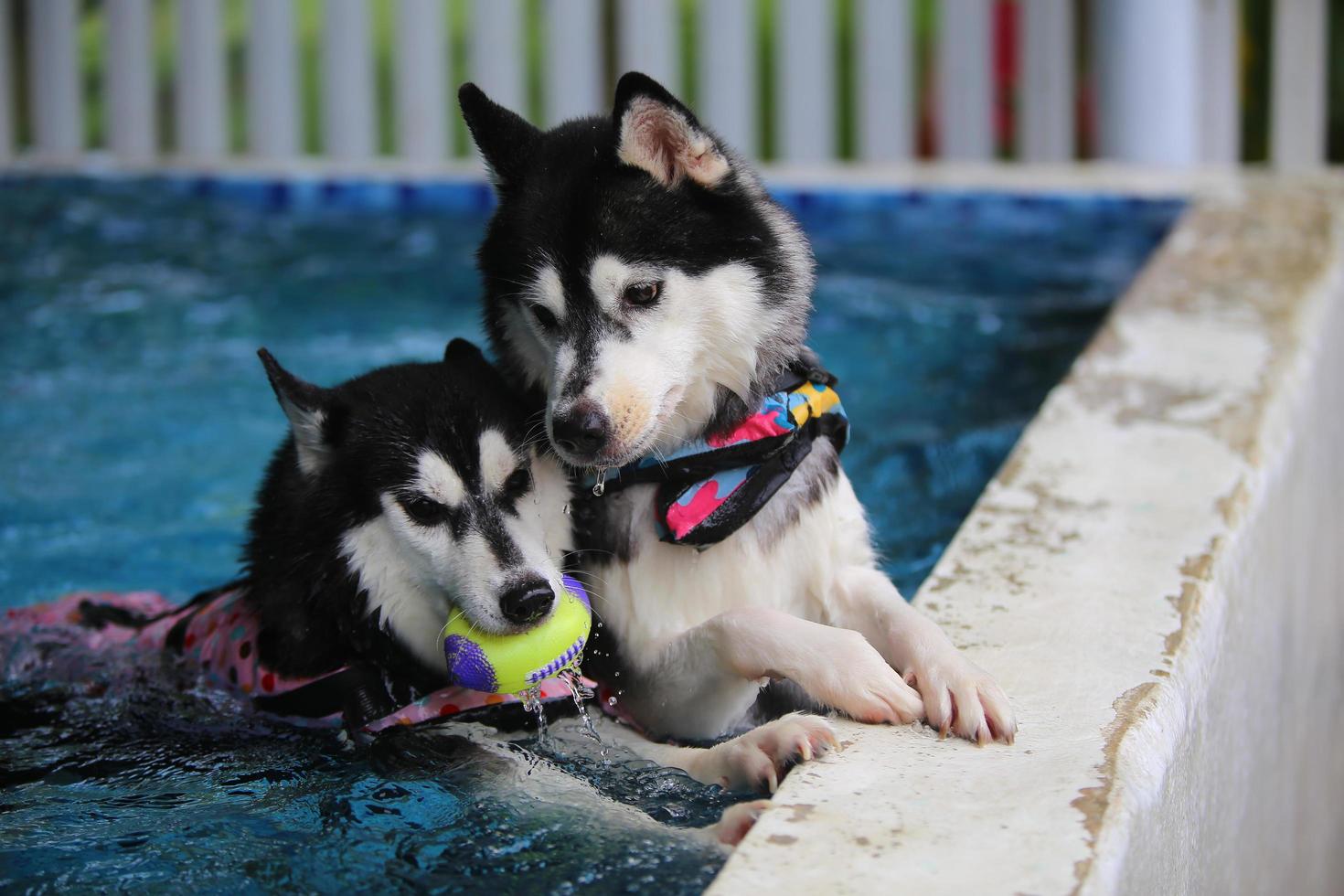 både siberian husky leker leksak tillsammans och simmar i poolen. hundar simmar. hundar som leker med leksaker. foto