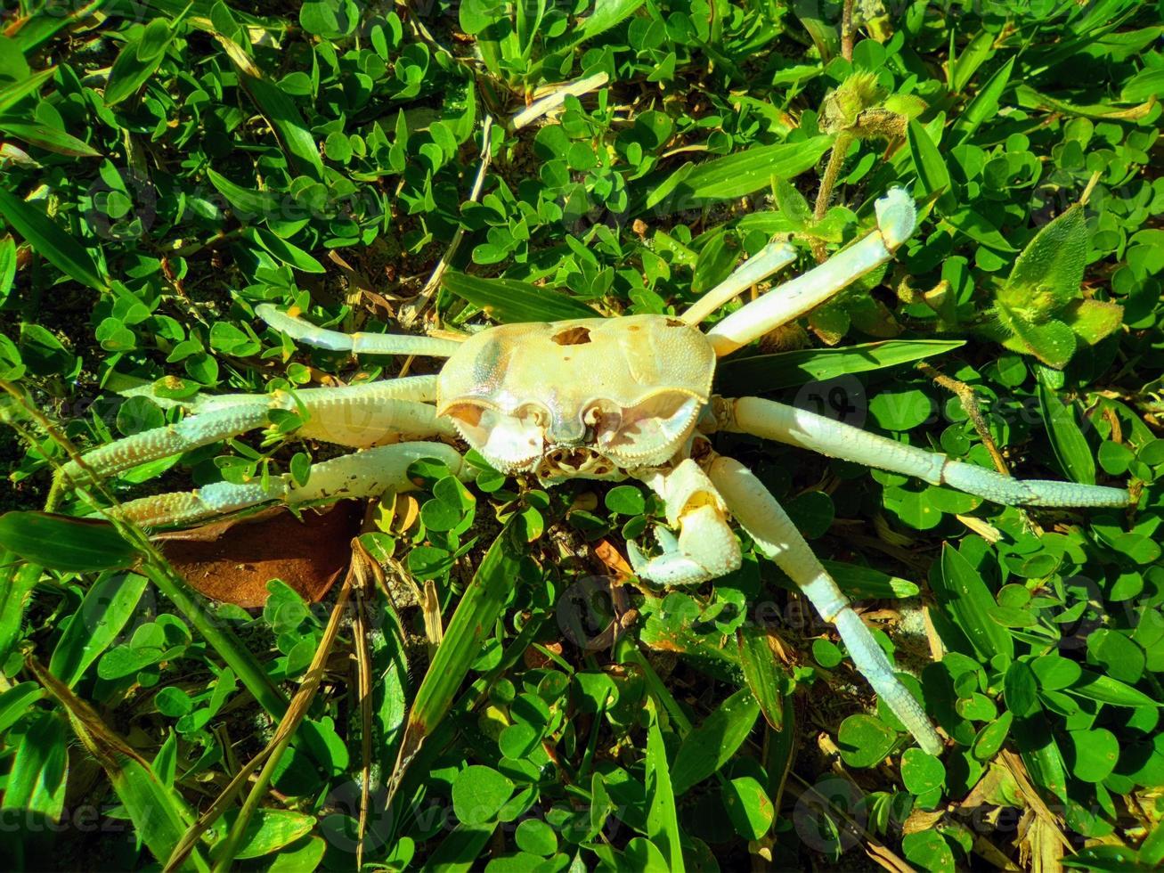 slaktkroppen av en vit krabba på det gröna gräset foto