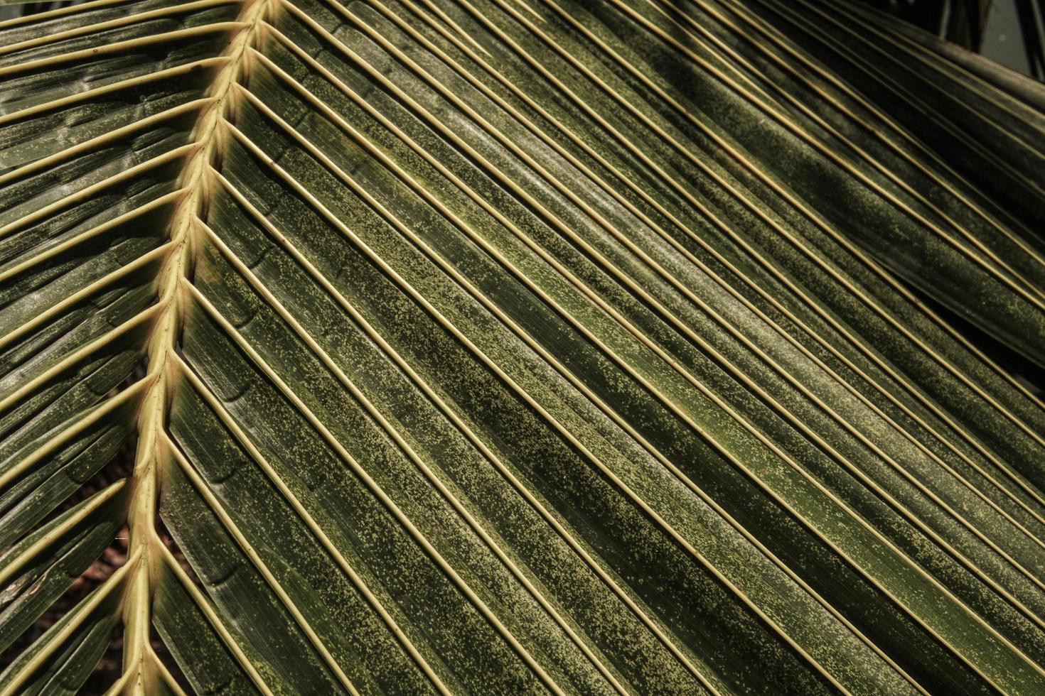 tropisk grön blad bakgrund, mörkt ton tema. foto