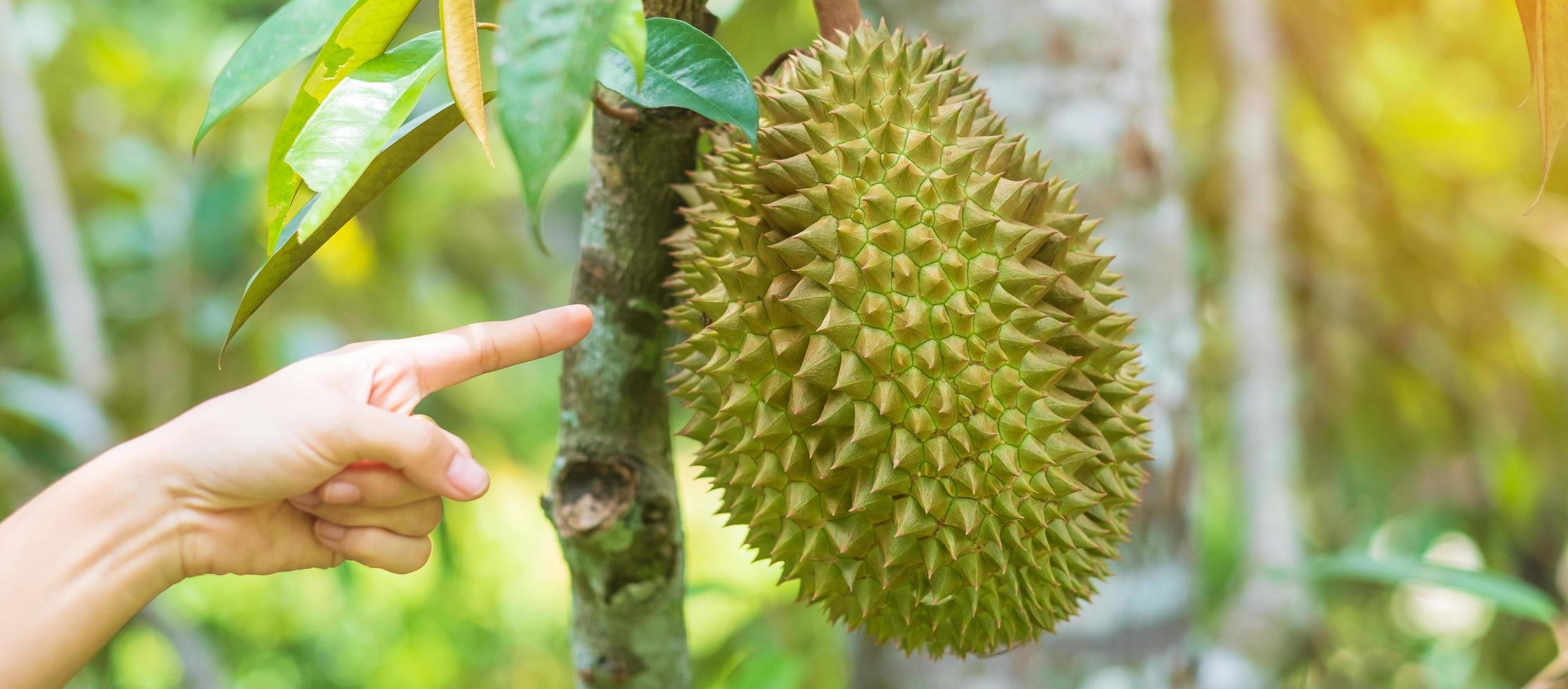 färsk durian hängande på träd i trädgårdsbakgrund, kung av frukt thailand. berömd sydostmat och asiatisk exotisk tropisk fruktkoncept foto