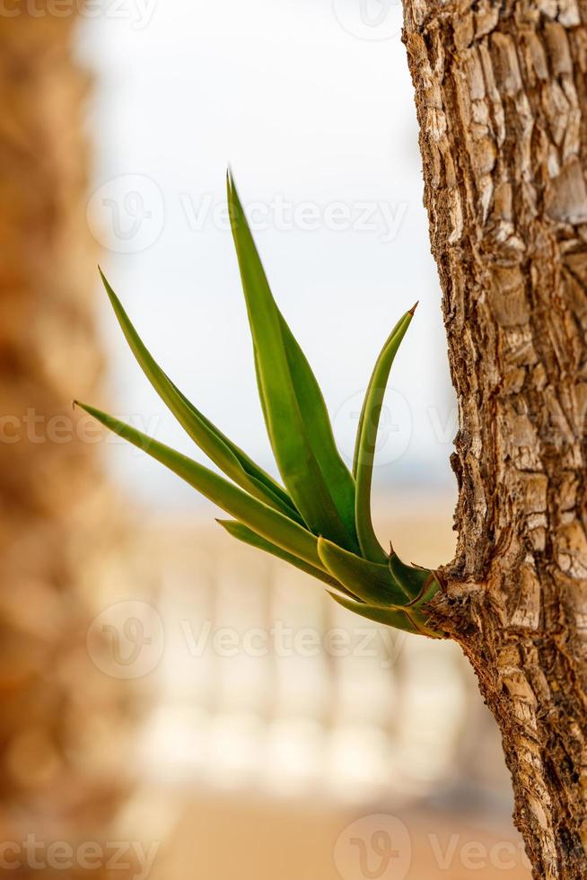 Yucca växt foto