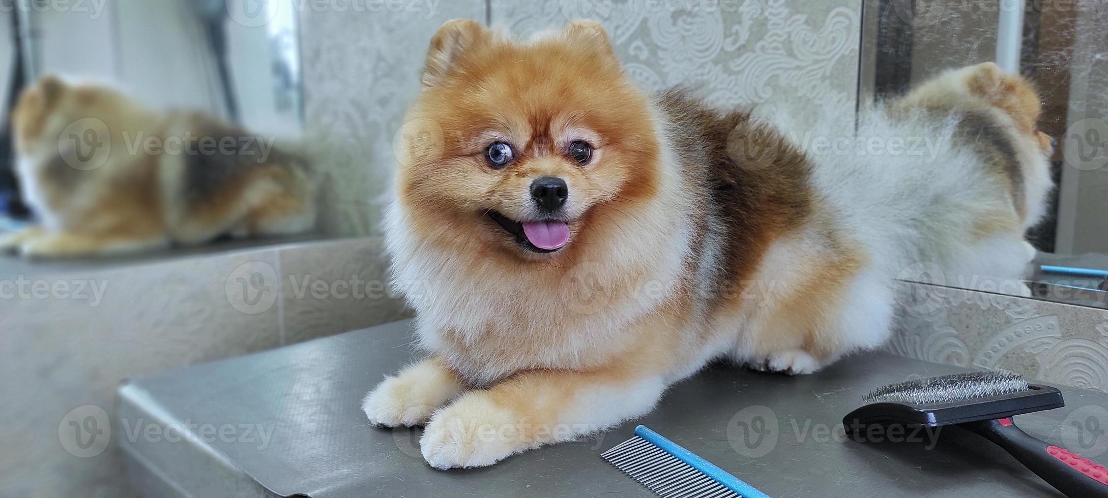 en spetshund på ett frisörbord efter en frisyr. vacker liten hund foto