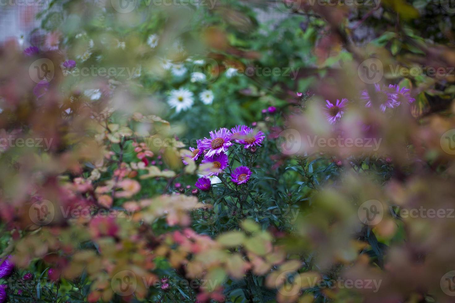 blåaktig aster tongolensis, familjesammansatta foto