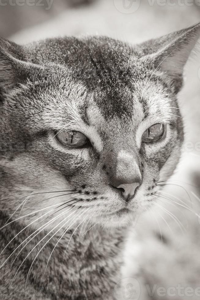 vacker söt katt med gröna ögon i den tropiska djungeln Mexiko. foto