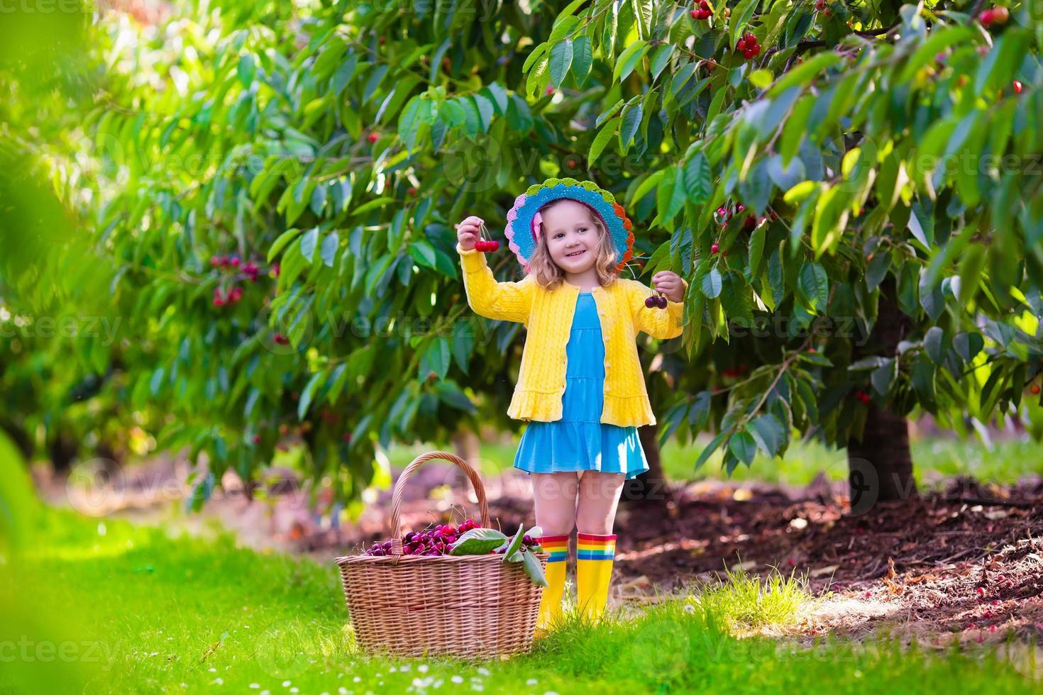 liten flicka som plockar färskt körsbär på en gård foto