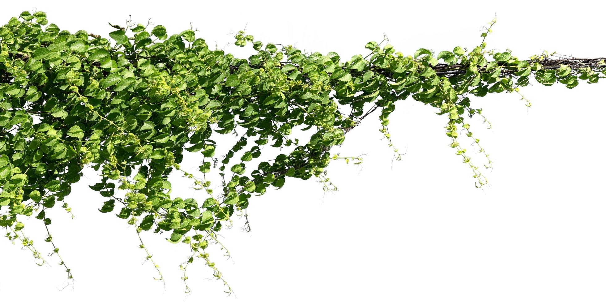 murgröna växt isolera på vit bakgrund foto