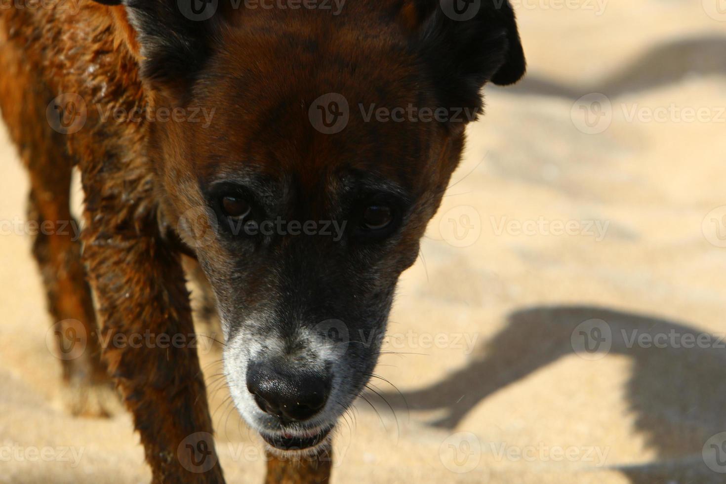 liten hund på en morgonpromenad vid Medelhavets stränder foto