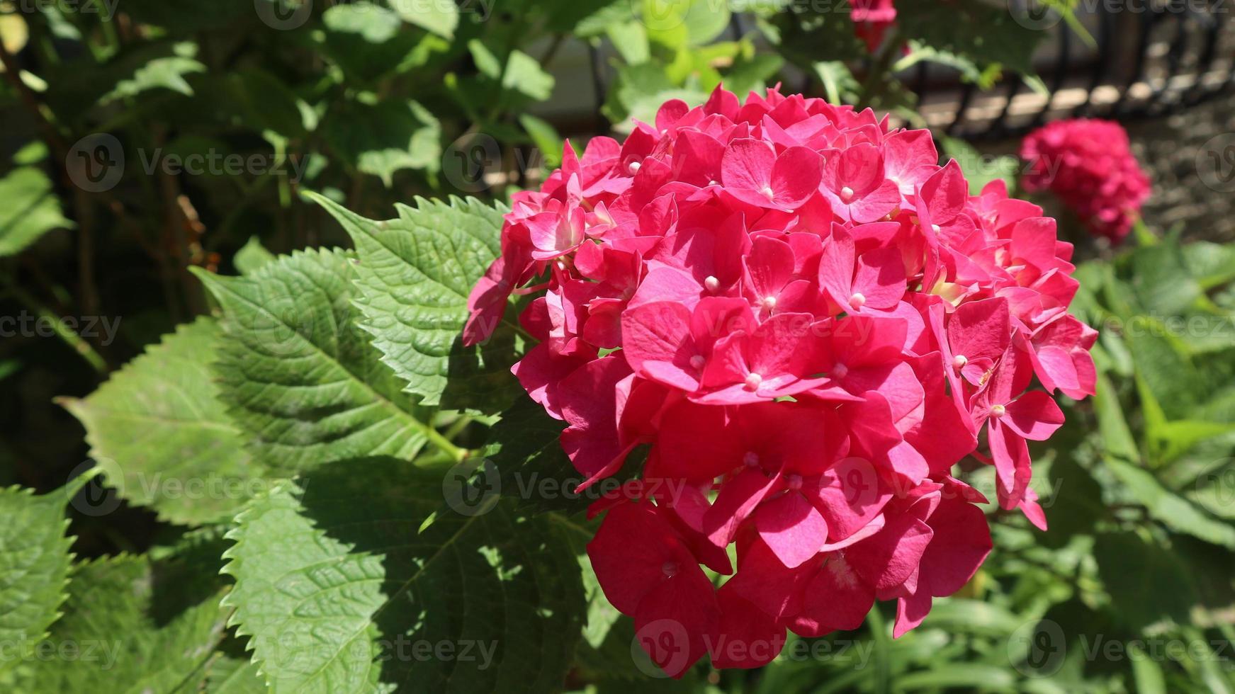 ljust rosa vackra blommor med löv foto