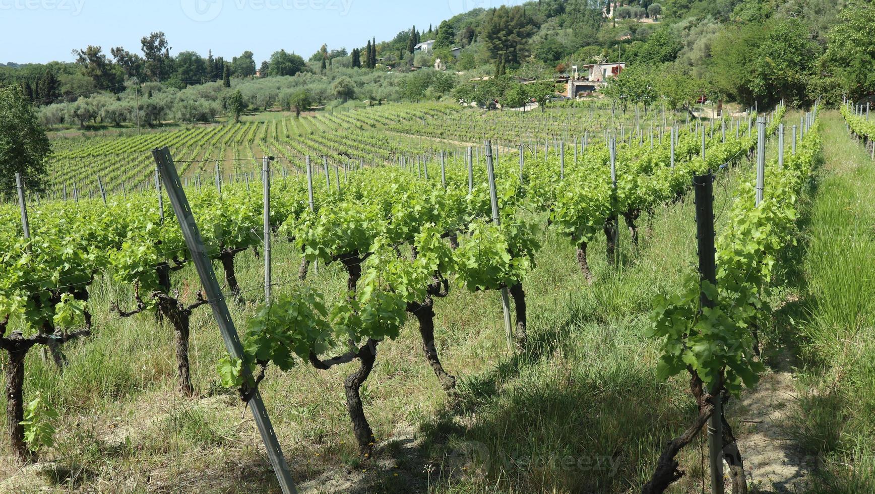 vacker hillside vingård på den franska rivieran foto