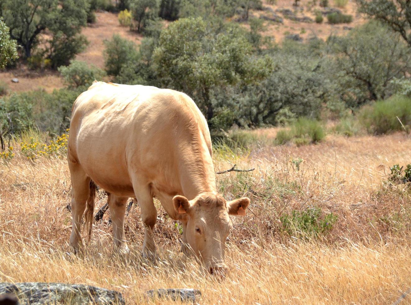 brun ko som betar en sommardag i det torra fältet foto