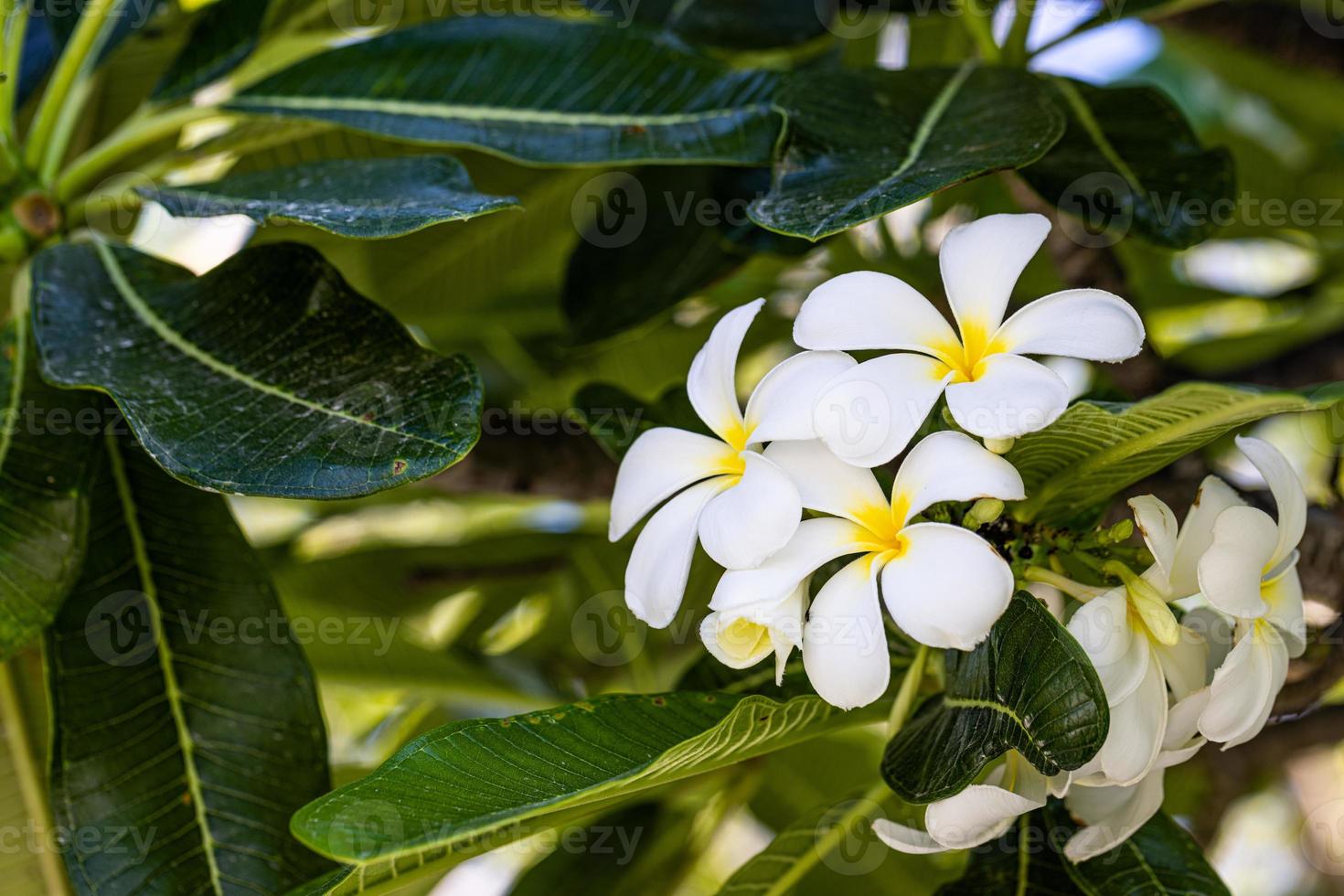 plumeria träd med blommor och himmel. tropiskt blommönster, exotisk trädgårdsnatur foto