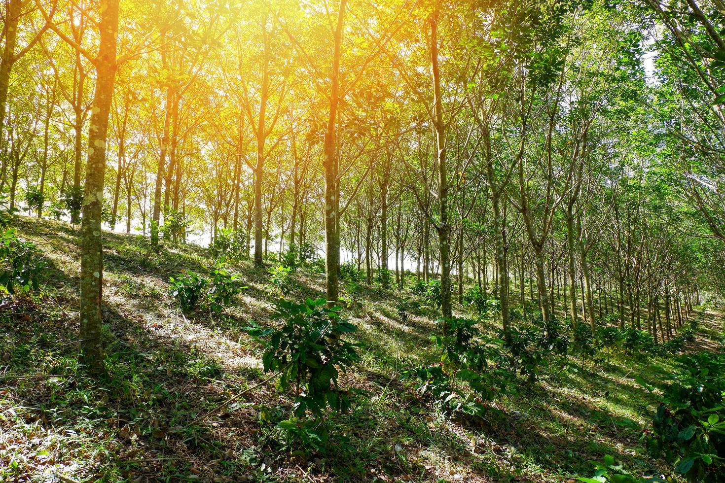 gummiplantagejordbruk av gummiträd skog på kullen i Asien och solljus solnedgång med kaffeträd under gummiplantage blandat jordbruk foto