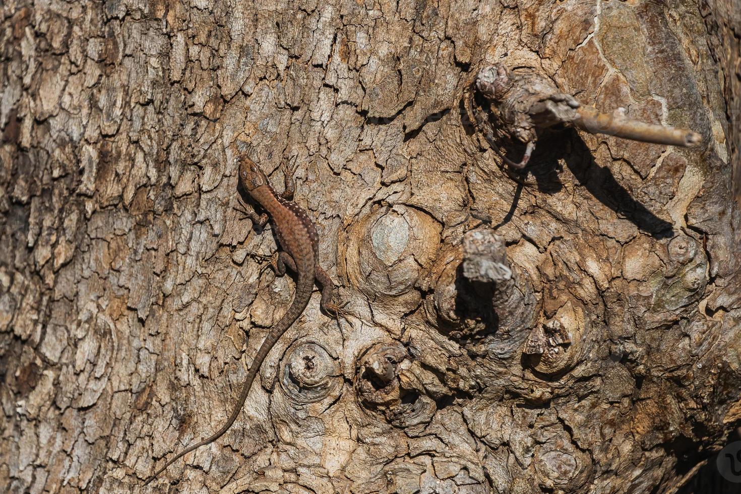 närbild brun trädödla mot bakgrund av trädbark. skyddande färgning av ödlan foto