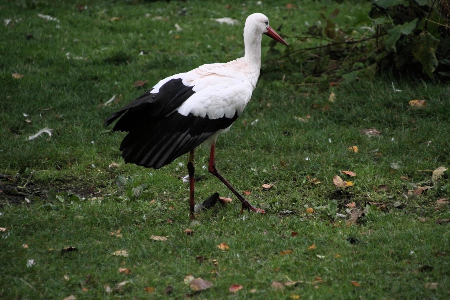 en närbild av en vit stork vid martin mer naturreservat foto