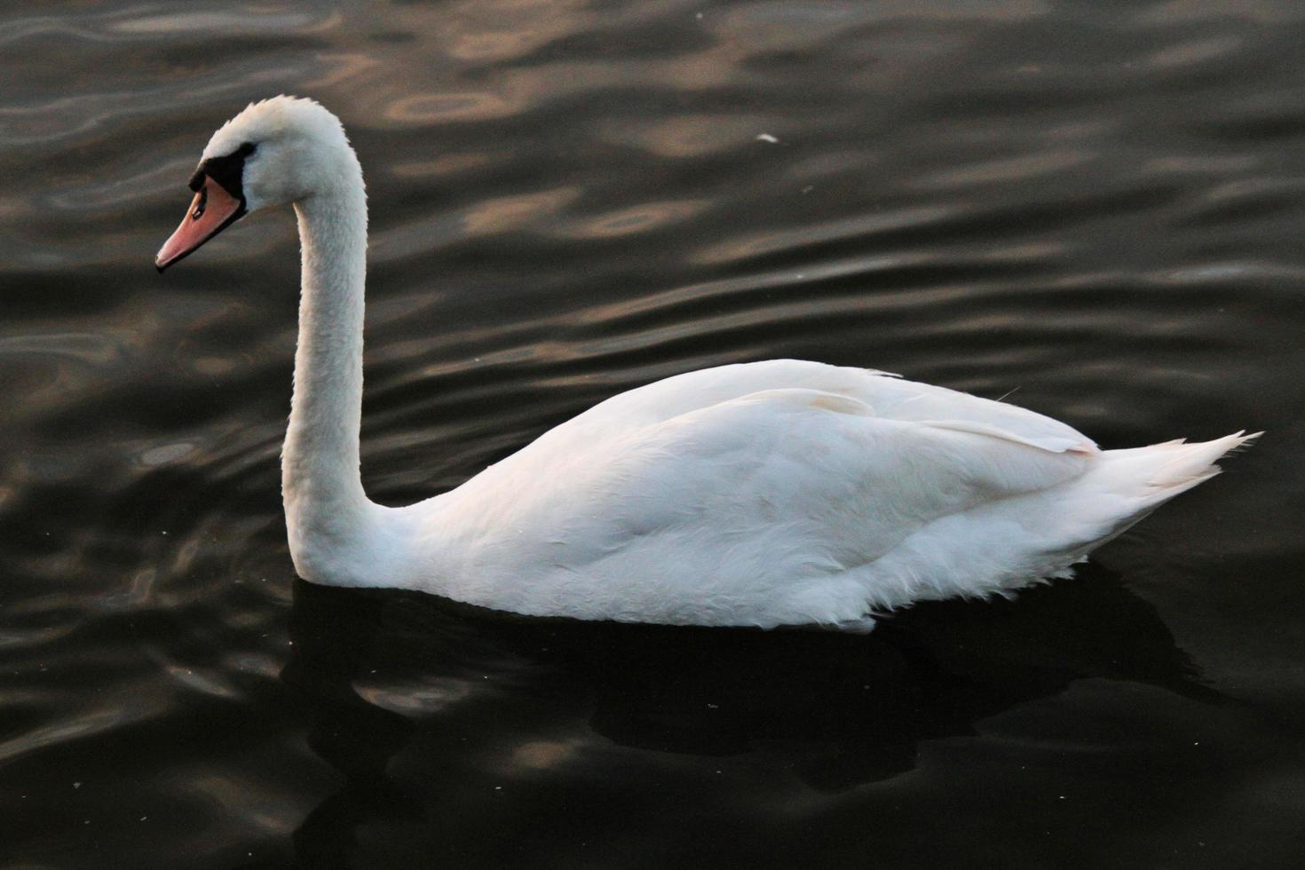 en vy av en knölsvan på vattnet vid ellesmere foto