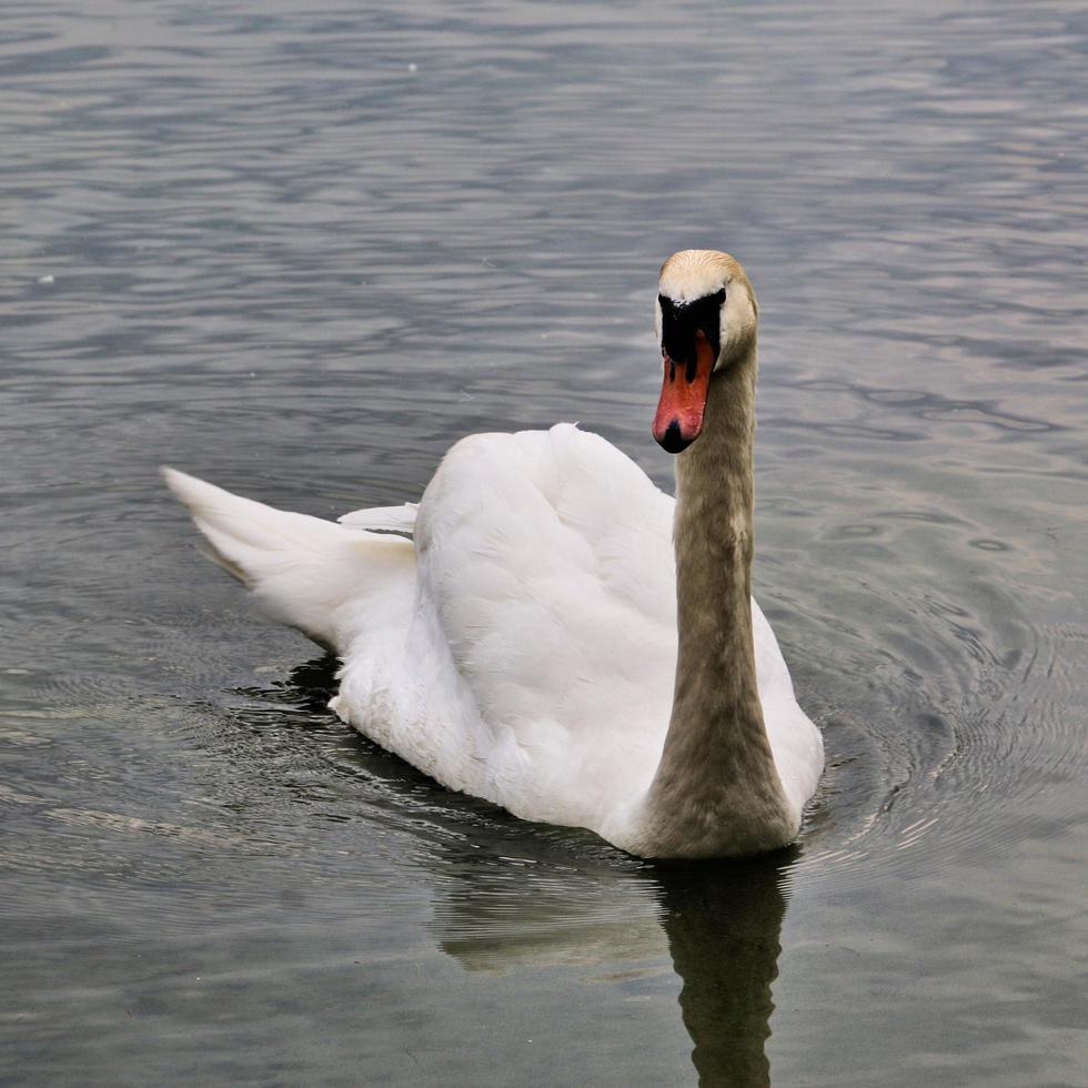 en vy av en knölsvan på sjön Windermere foto