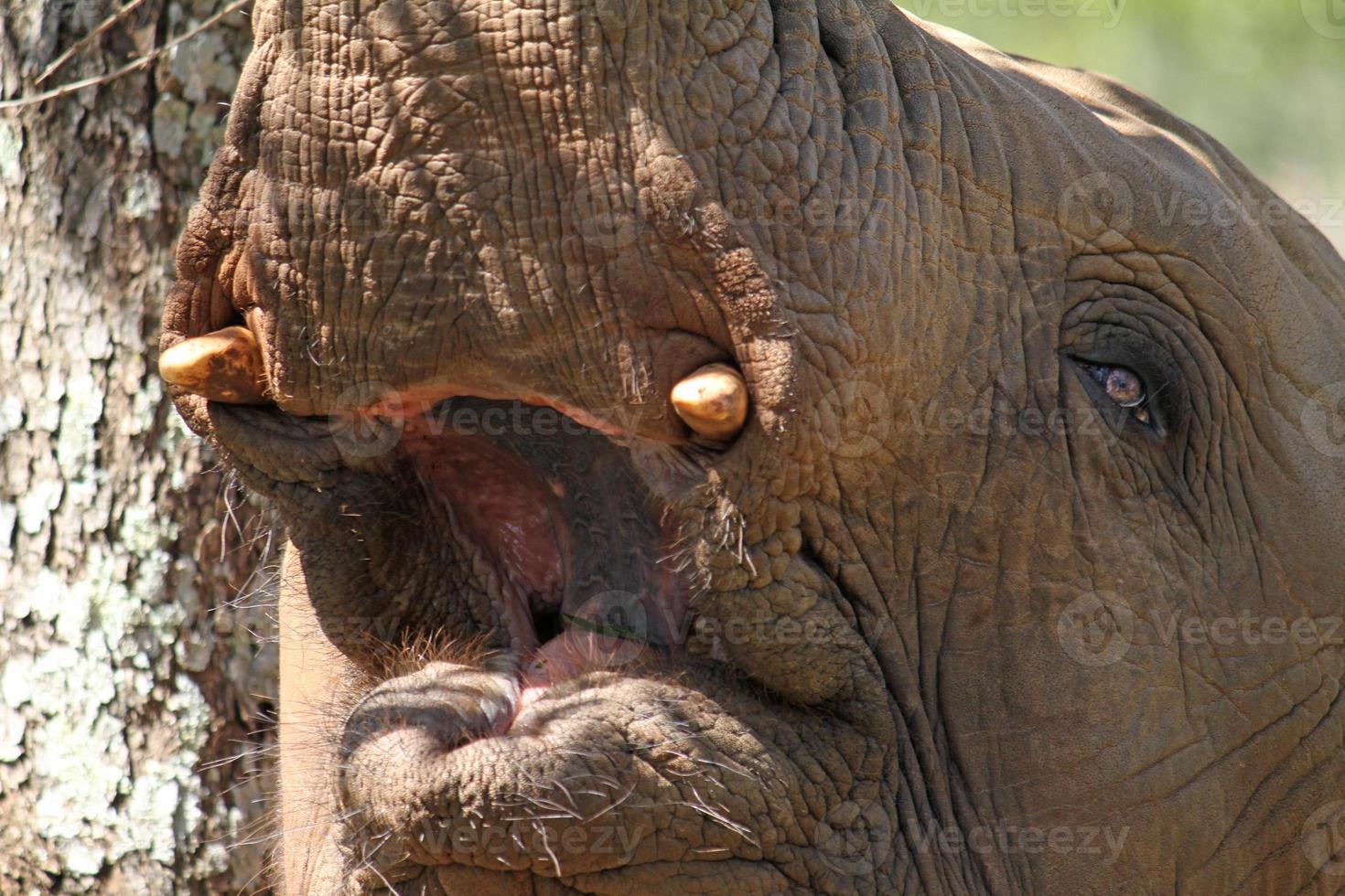 ung elefant som äter växter i Sydafrika foto