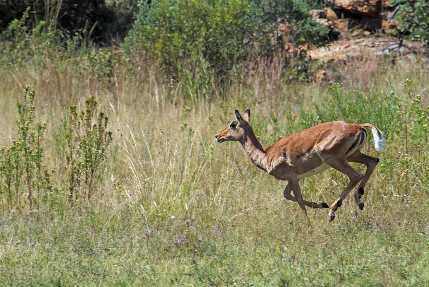 antilop på ett fält i sydafrikansk nationalpark foto