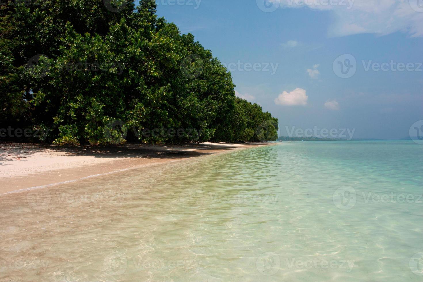 mangroveträd på Havelock Beach. Andamanöarna, Indien, 2013. foto