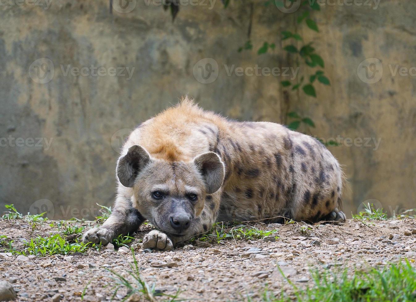 fläckig hyena på zoo foto