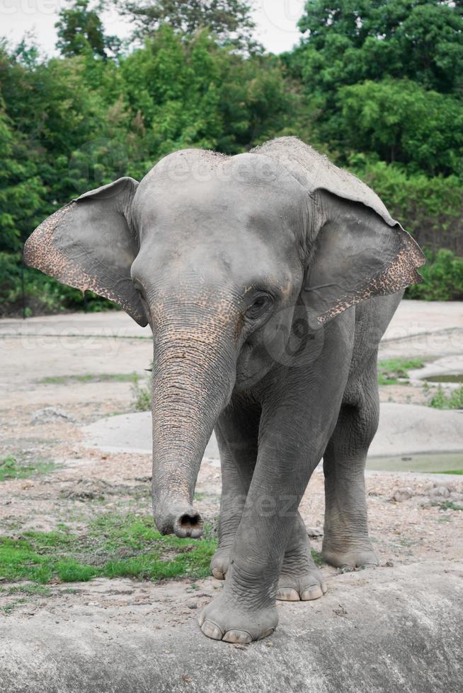 ung asiatisk elefant på zoo foto