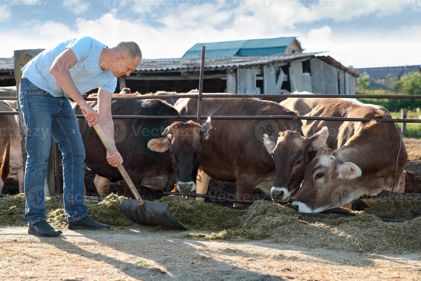 bonden arbetar på gården med mjölkkor foto