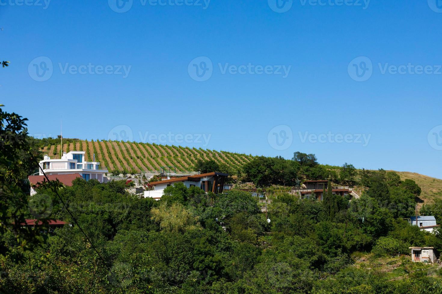 hus bland vingårdarna i summer.slovenske konjice, slovenien foto