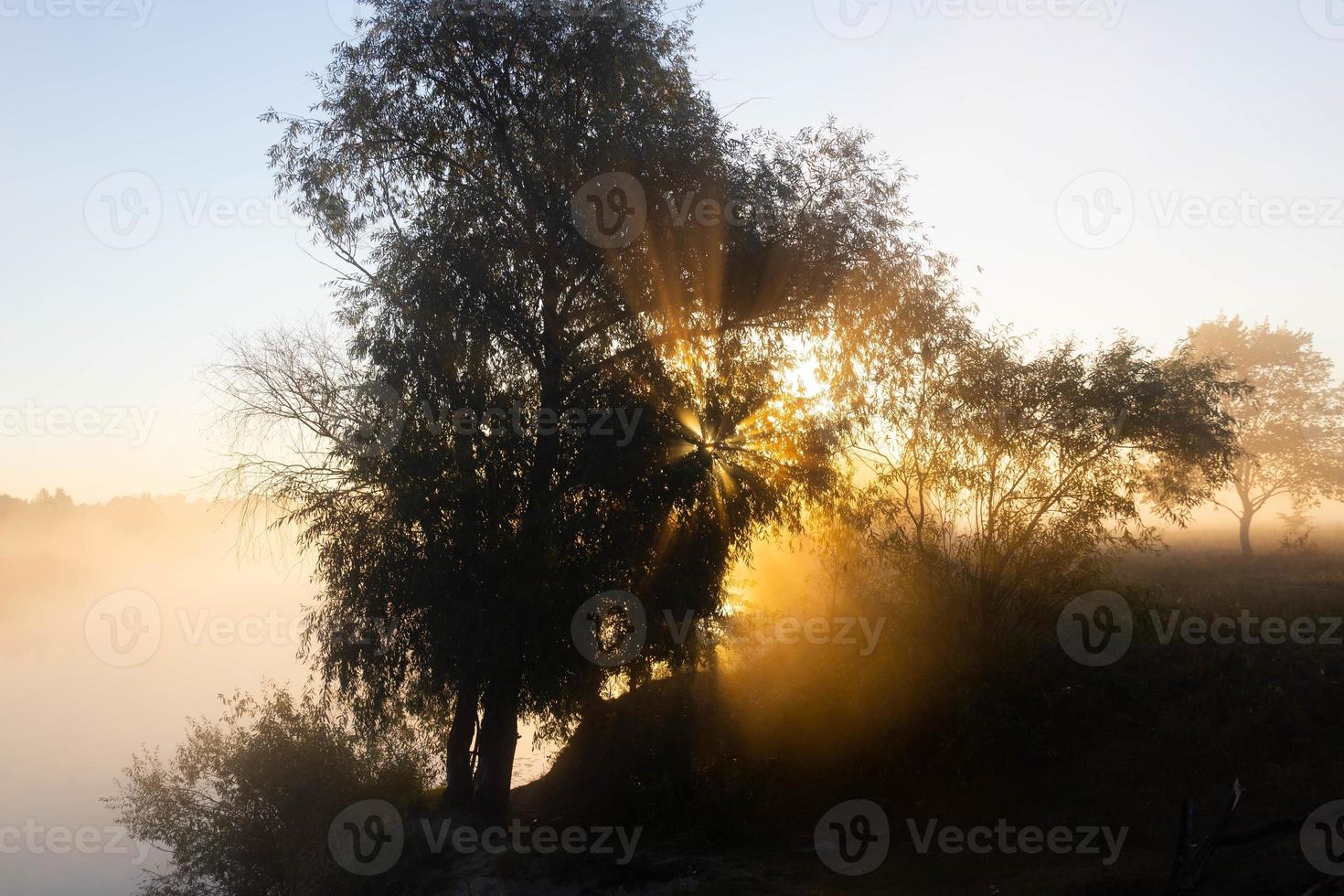 dimmig morgon på en europeisk flod med färskt grönt gräs i solen. solens strålar genom trädet. foto