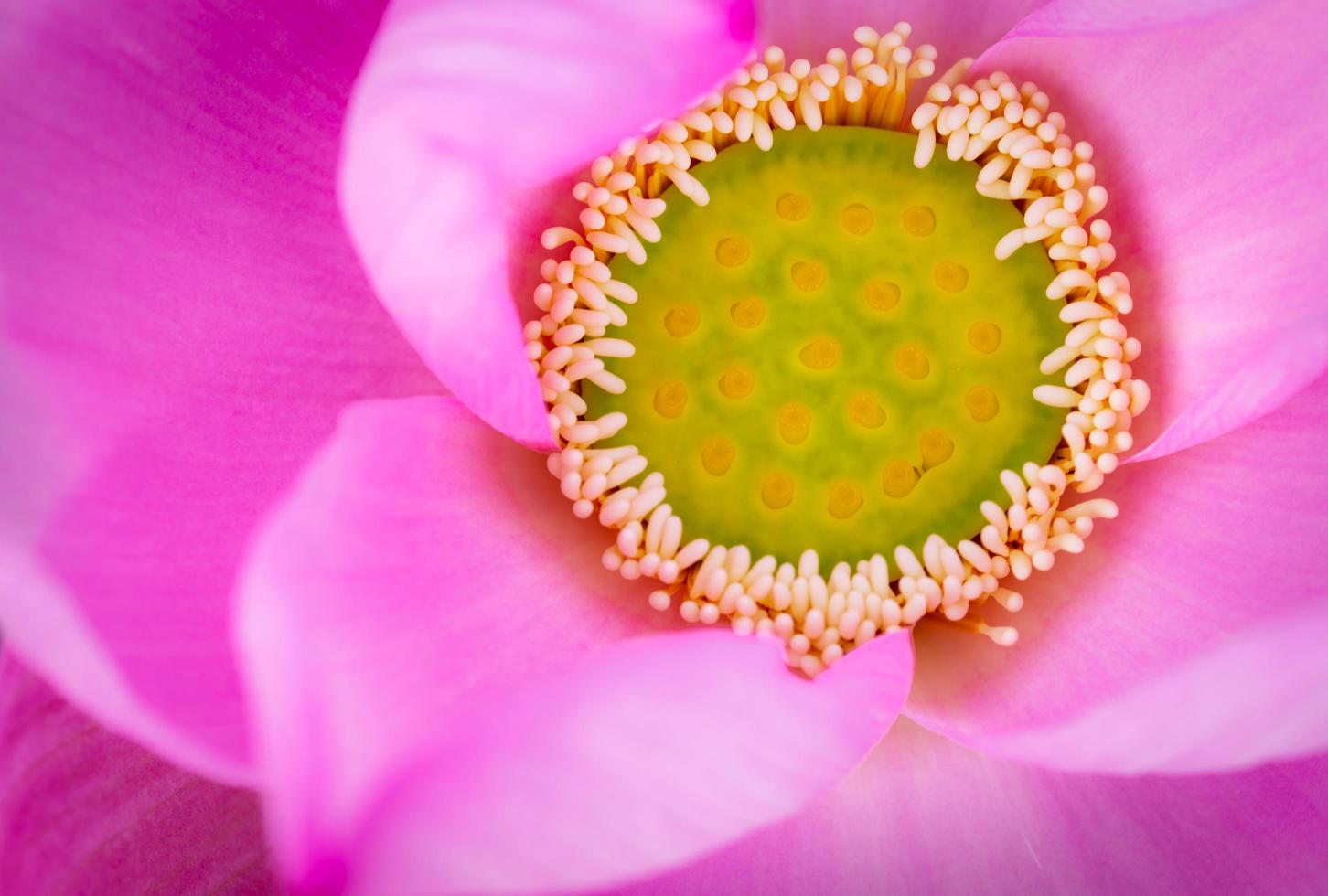 ovanifrån av rosa lotusblomma. inom buddhismen är lotusblomman känd för att förknippas med renhet, andligt uppvaknande och trofasthet. vattenväxt. foto
