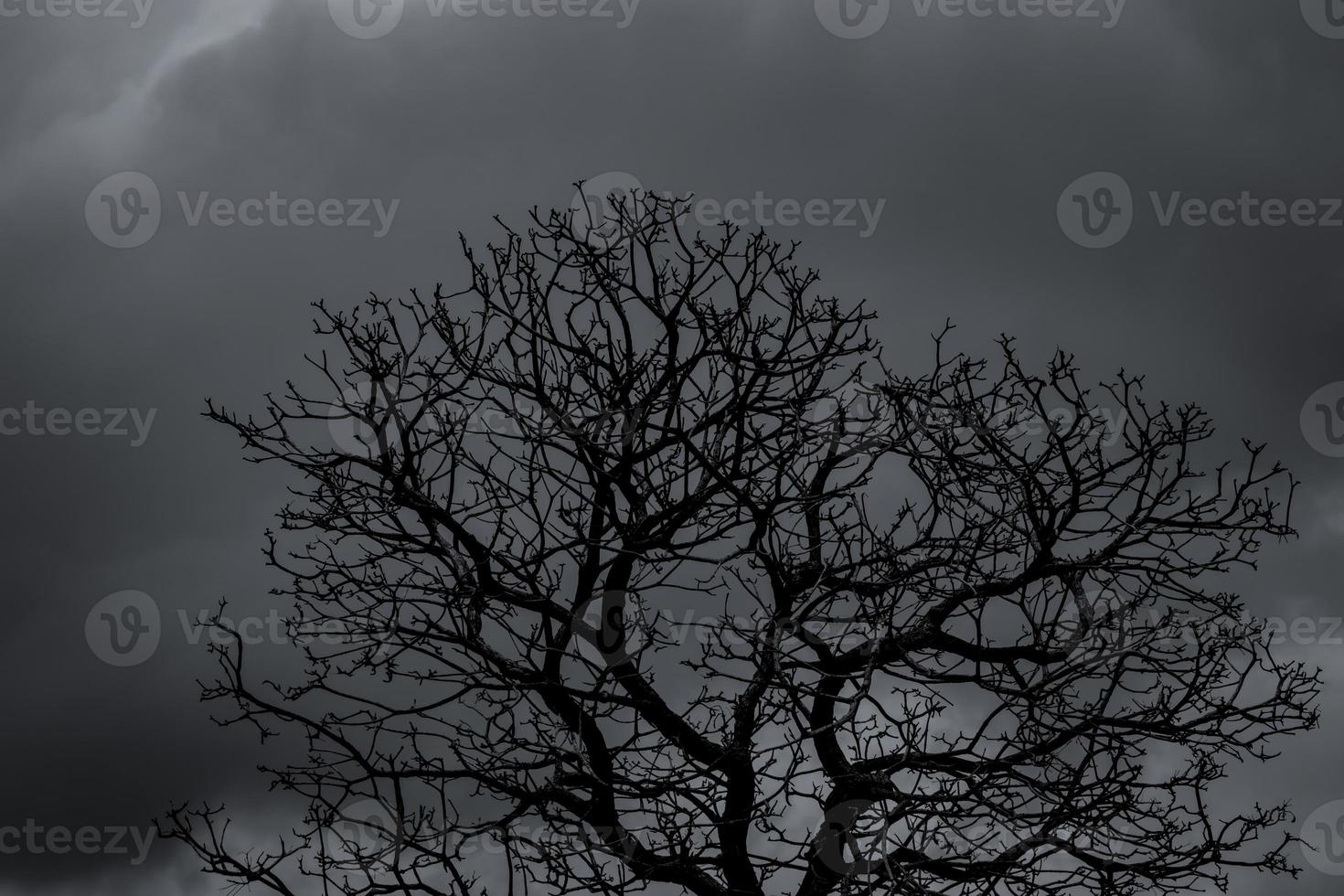 siluett döda träd och gren på grå himmel bakgrund. svarta grenar av träd. natur textur bakgrund. konstbakgrund för ledsen, död, ensam, hopplös och förtvivlad. halloween dag bakgrund. foto