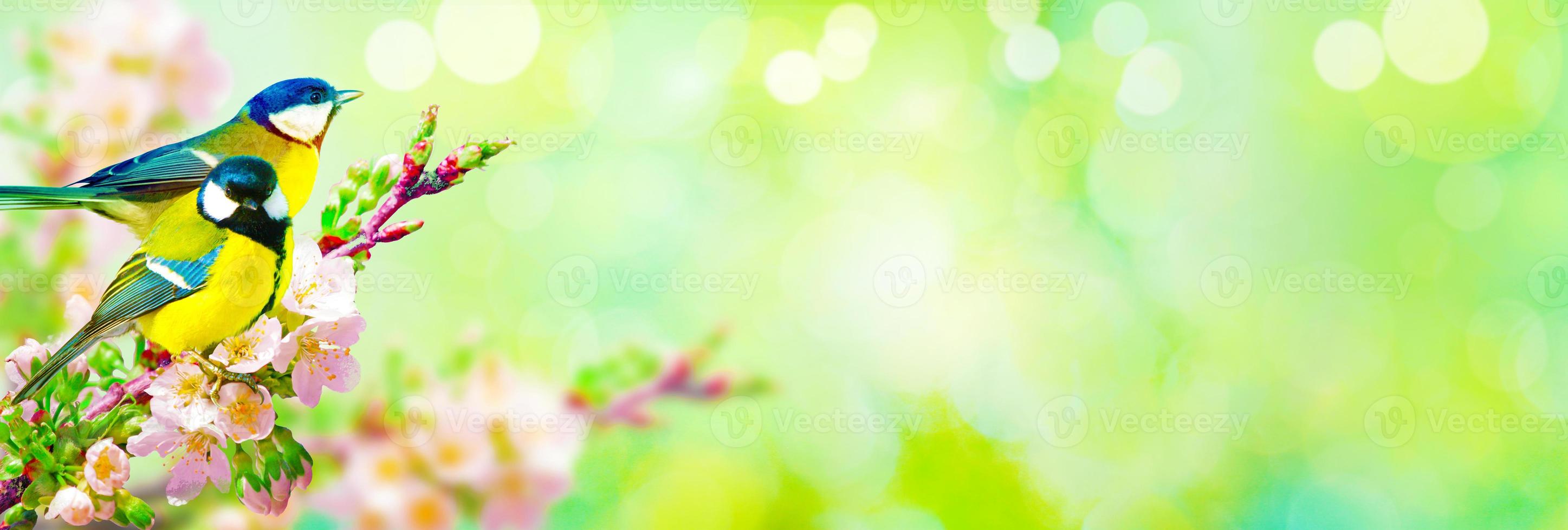 talgoxen sitter på en trädgren i vårvädret foto