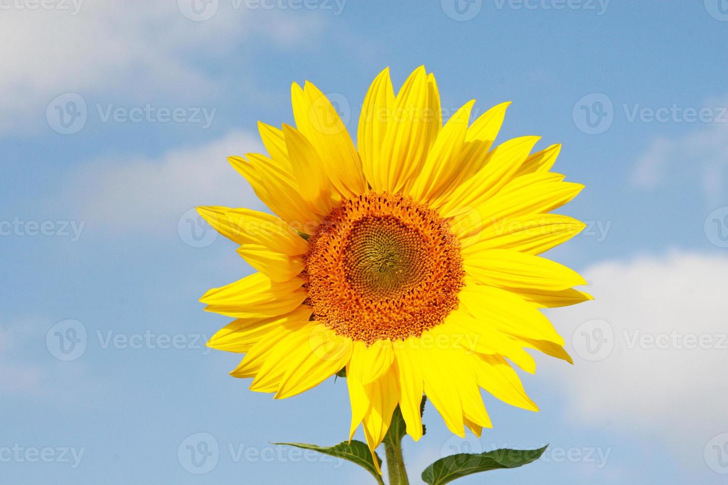 fält av blommande solrosor på en bakgrund blå himmel foto