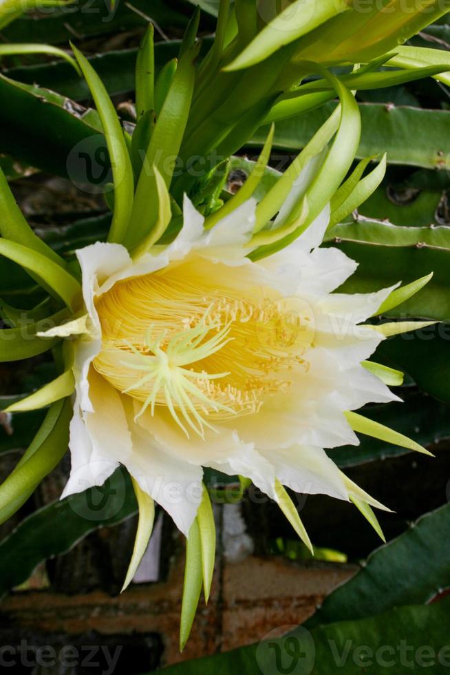 drakfruktblommor blommar på en gård i södra thailand. foto