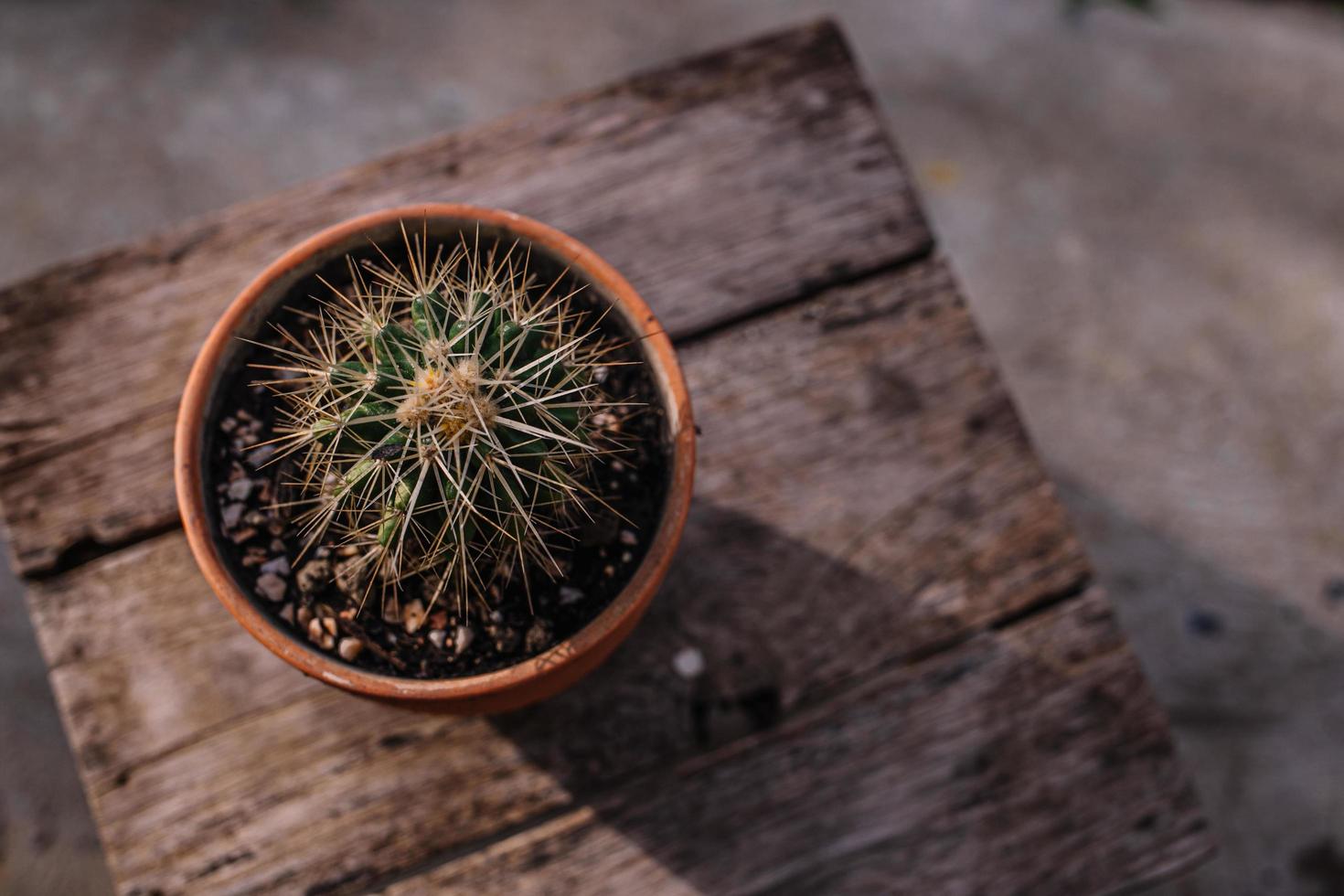 kaktusblommaträd kaktusar cactaceae juss foto