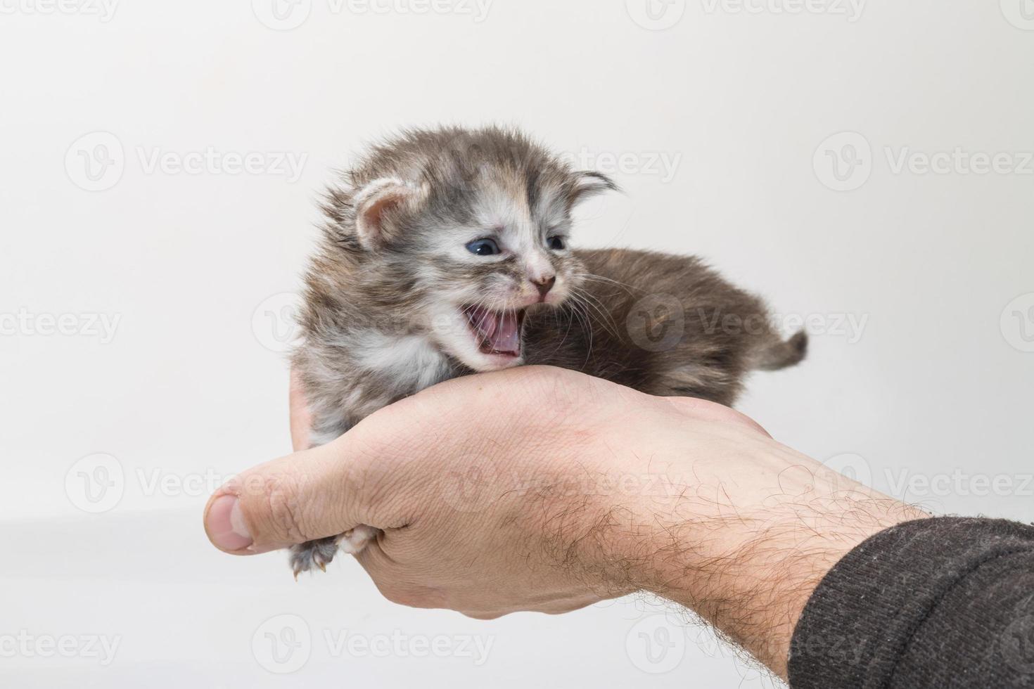 maine coon katt på vit bakgrund foto