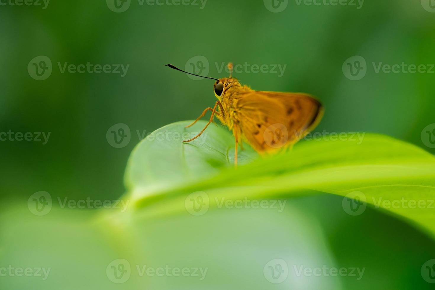 ett makrofoto av en fjäril uppflugen på ett löv foto