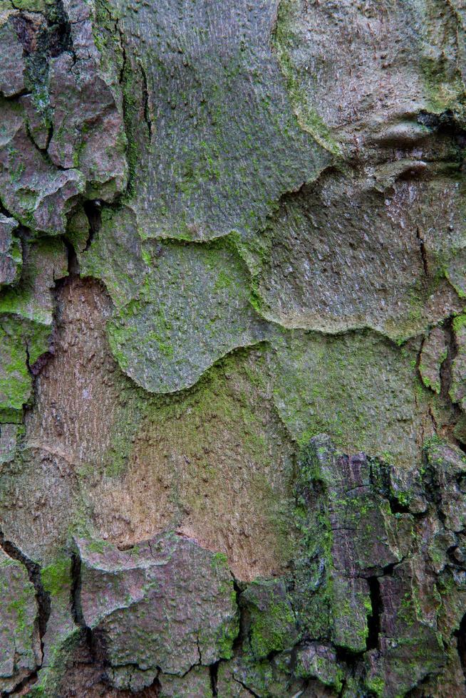 trä trä planka bakgrund foto
