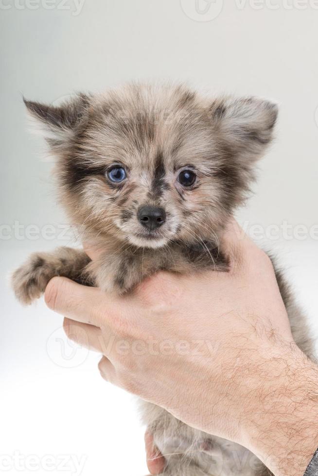 pomeranian spitz närbild foto