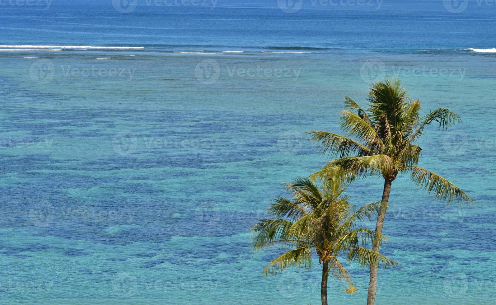 palmer i ett tropiskt paradis foto