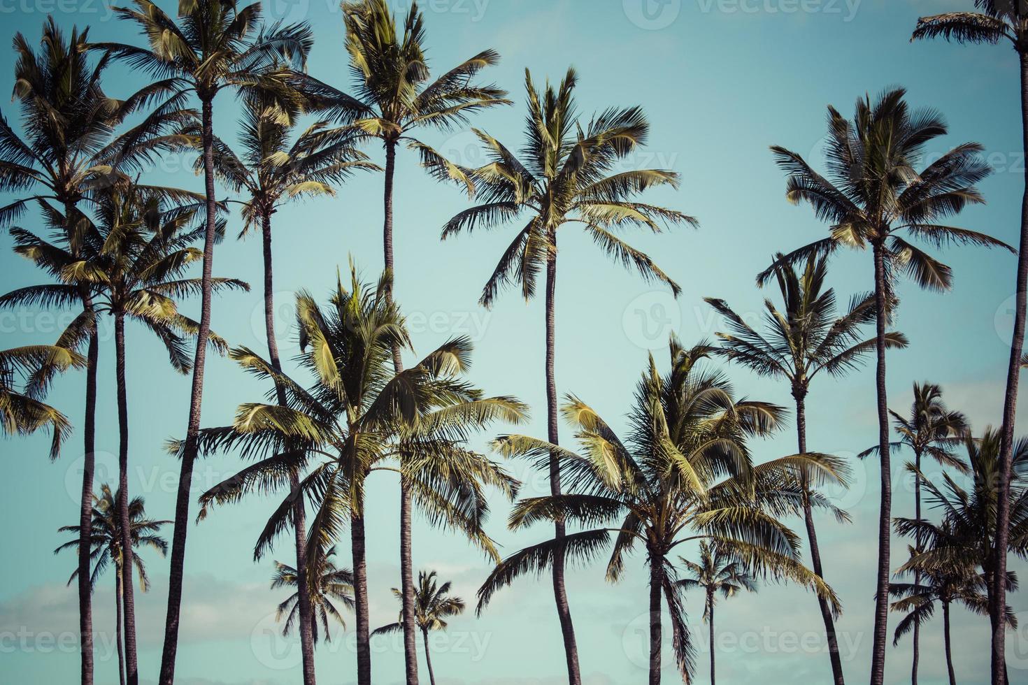 kokosnöt palm i hawaii, usa. foto
