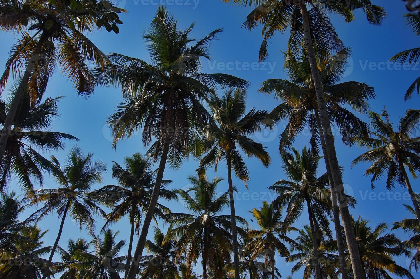palmträd, foto