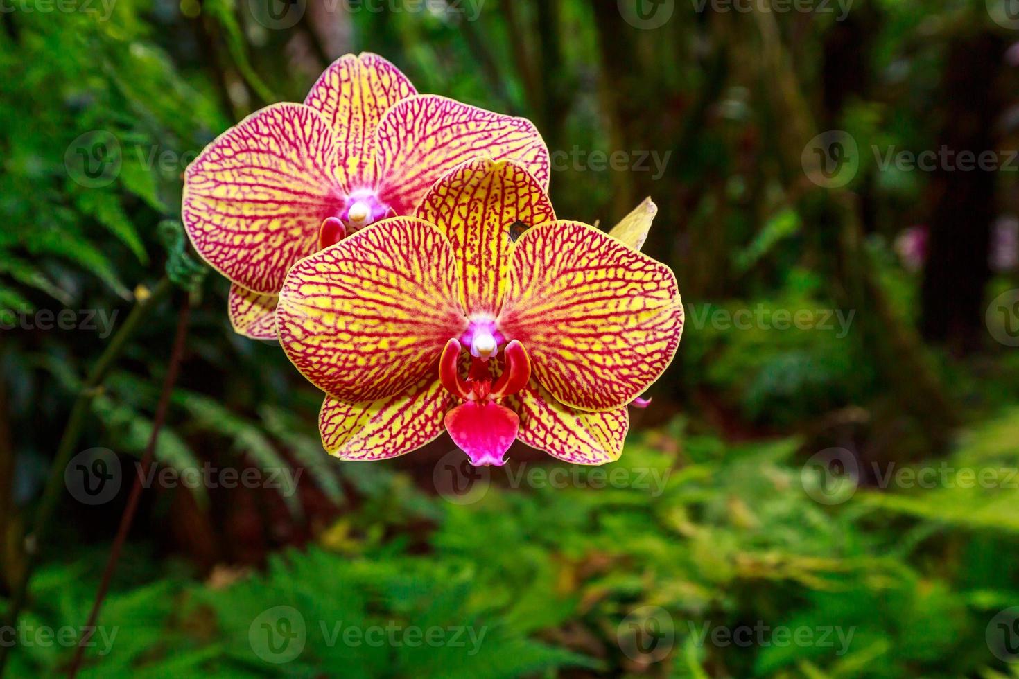 doftande orkidé i full blomning foto