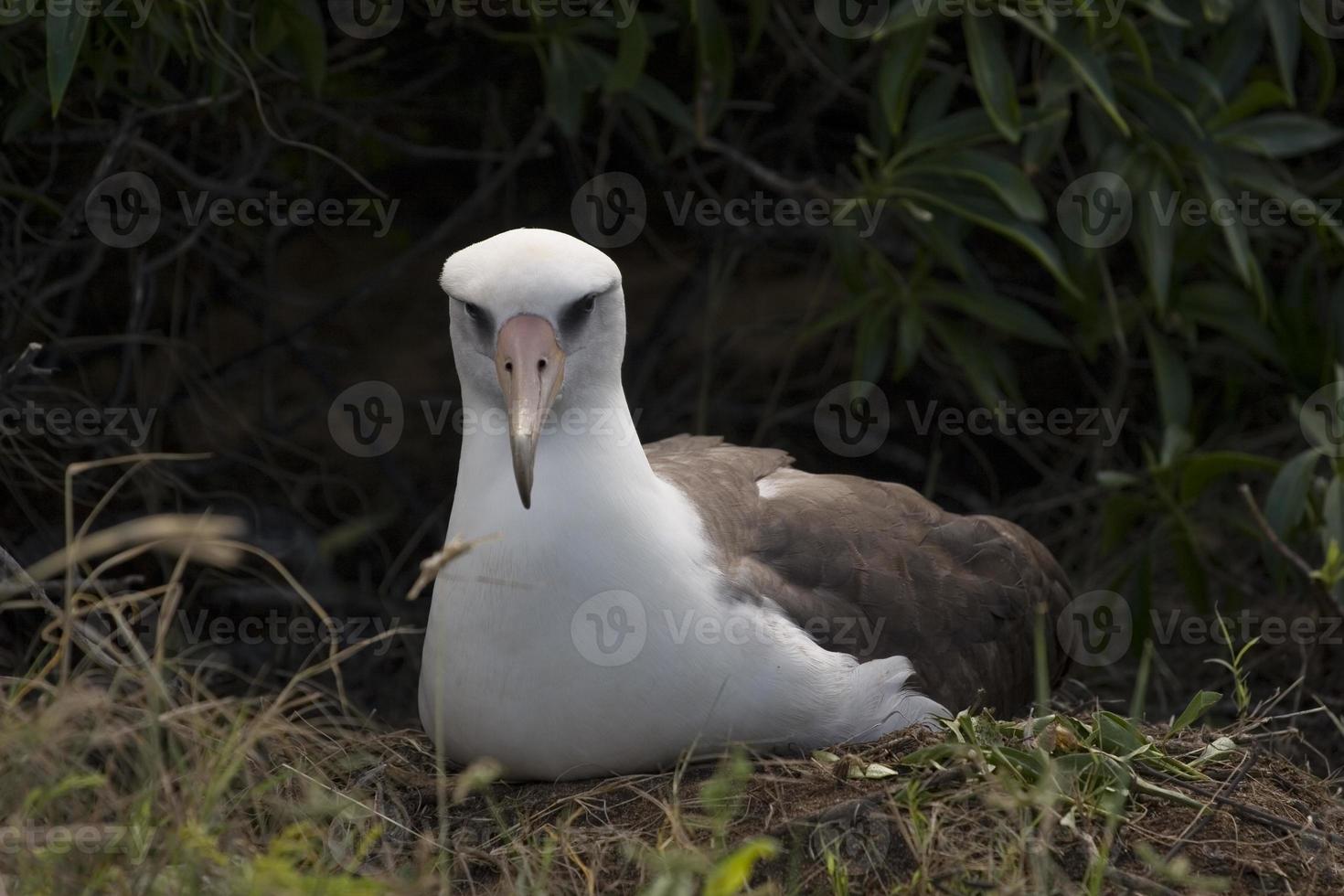 häckande albatross foto