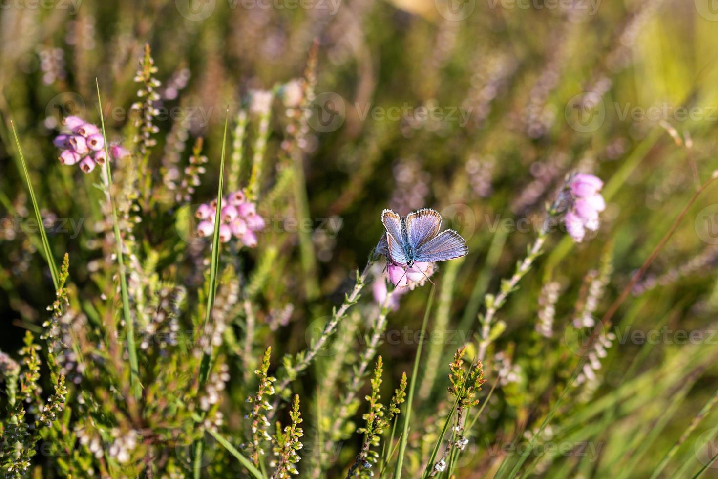 vanlig blå ljungblomning foto