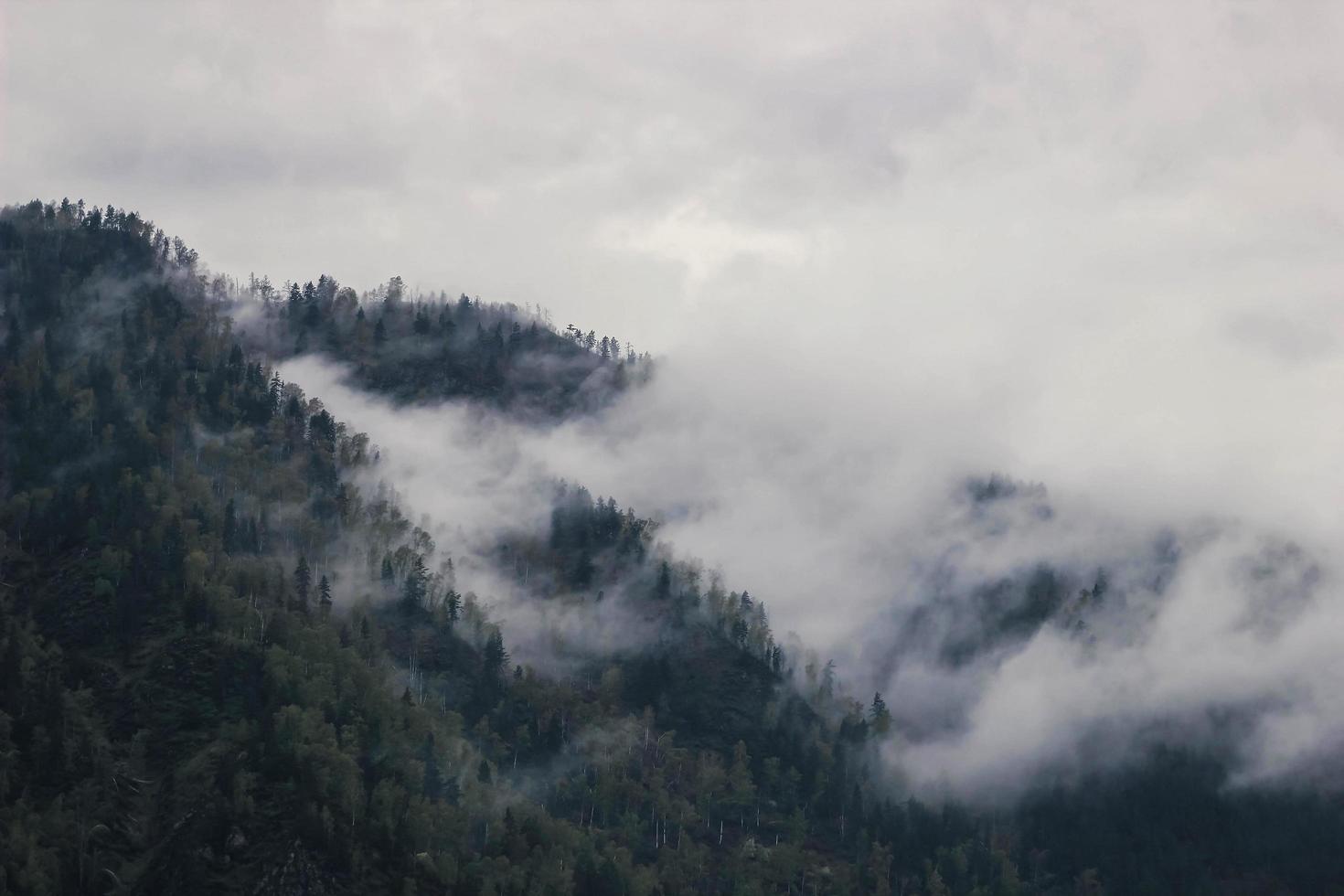 skogsberg med barrträden i dimma och moln. vackert landskap med granskog i tät dimma. närbild skog foto