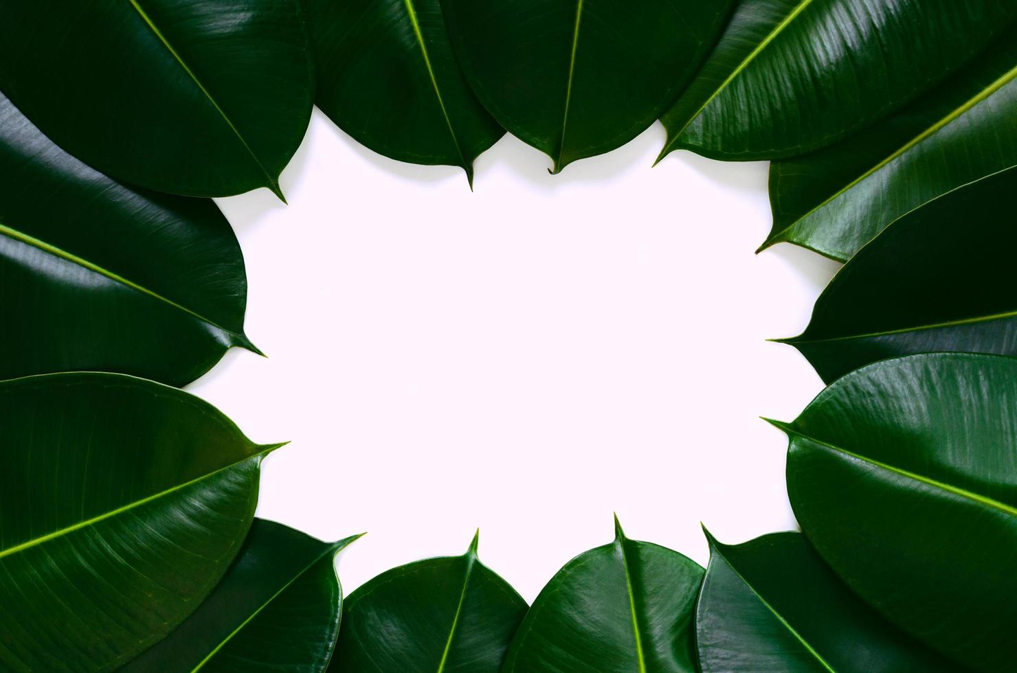 gröna gummiträdblad på vitt utrymme i mitten för bakgrundsfotokoncept. foto