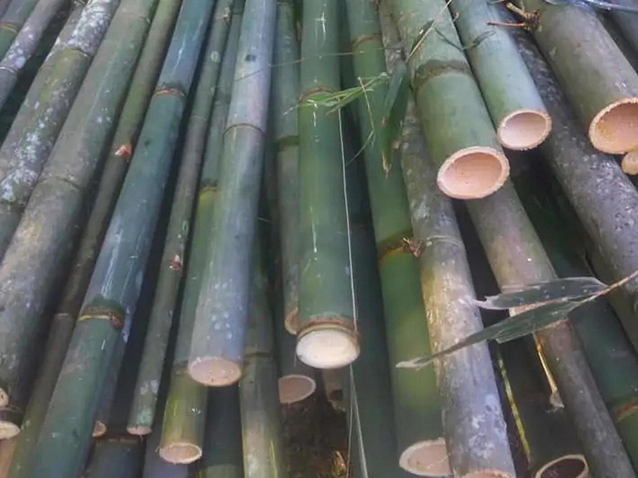 hög med bambu foto