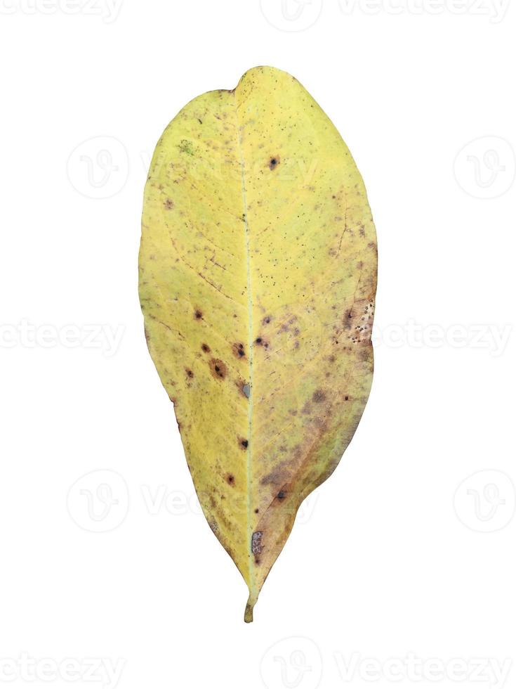 isolerade blad av pterocarpus macrocarpus med urklippsbanor. foto