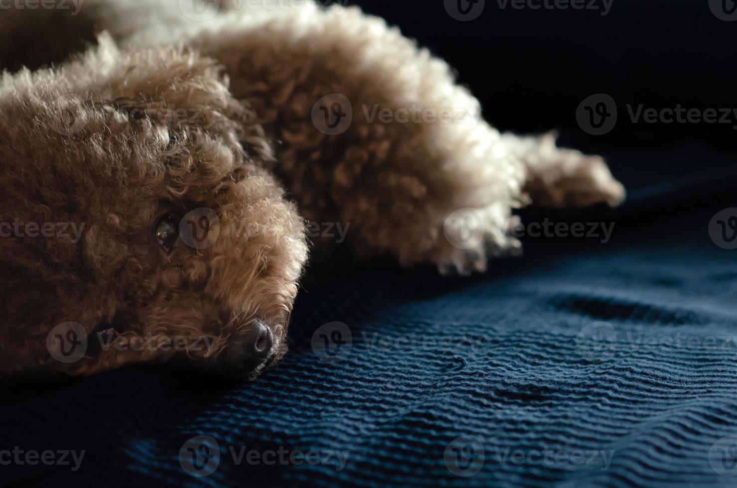 bedårande svart pudelhund som sover och kopplar av på blått tyg i soffan. foto